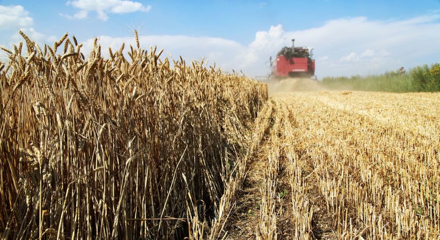 Уборка пшеницы