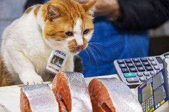 Знаменитый кот Мостик (кот Моста), ставший символом строительства Крымского моста