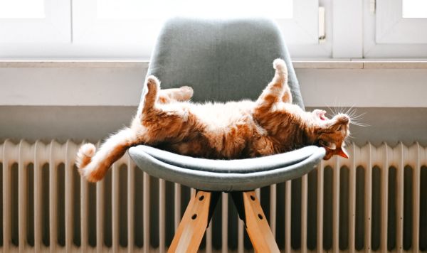 Кот у батареи