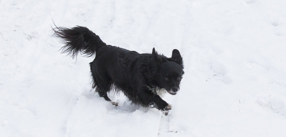 Всемирный день снега в Риге.